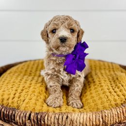 Ash - Purple collar - Apricot female Goldendoodle puppy in The Woodlands, Texas from Golden Fields Doodles
