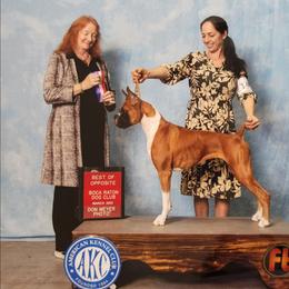 Pretzel - Boxer