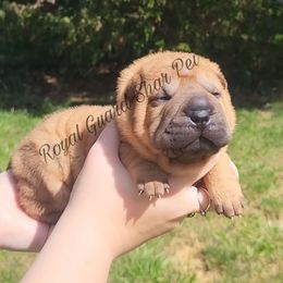 Libery - Fawn female Chinese Shar-Pei puppy in Columbus, Indiana from Royal Guard Shar Pei