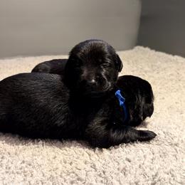 Green - Black male Labrador Retriever puppy in Nampa, Idaho from Breakaway Retrievers