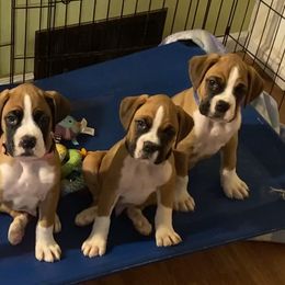 Boxer Puppies from Schaible's Boxer Huddle
