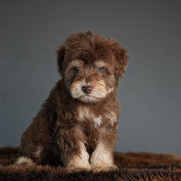 Nitro - Brown male Schnoodle puppy in Caldwell, Idaho from Boise Doodle Co.