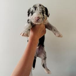 Quincy - Blue merle male Sheepadoodle puppy in Wabash, Indiana from DOODCompany