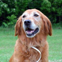 Ceili - Golden Retriever