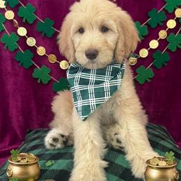 Praline - Cream male Goldendoodle puppy in Tybee Island, Georgia from Castaway Doodles