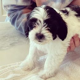 Shihpoos from Havenwood Emotional Support Animals