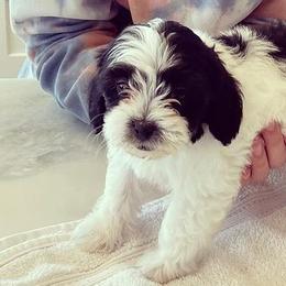 Shihpoos from Havenwood Emotional Support Animals