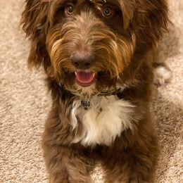 Aussiedoodle All Grown Up from Sand Hill Aussies and Doodles