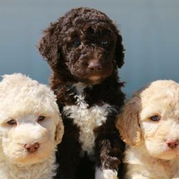 Labradoodles from Terra Swann