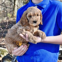 Cockapoo Puppies from Chesley Hill Cockapoos