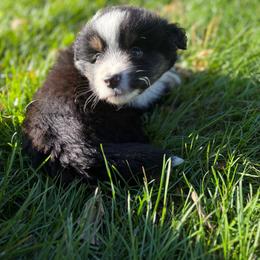 Mille Lacs Lake - Black tri male Miniature Australian Shepherd puppy in Priest River, Minnesota from Offgrid Aussies