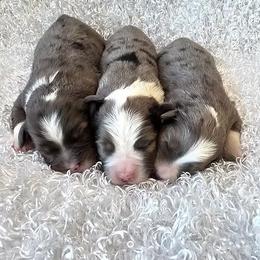 Miniature Australian Shepherd puppies from Plum Creek Aussies
