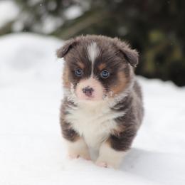 American Corgi, Cardigan Welsh Corgi, and Pembroke Welsh Corgi Puppies from Diamond Corgis