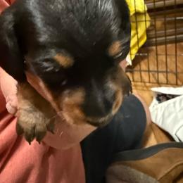 Black and tan - Black and tan male Dachshund puppy in Rome, Georgia from Jade’s Dachshunds