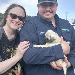 Pug Puppies from Pug Perfection Puppies