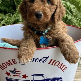 Aussiedoodle, Goldendoodle, and Saint Berdoodle Puppies from Southern Doodles of ENC