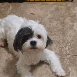 Bijou - Shihpoo