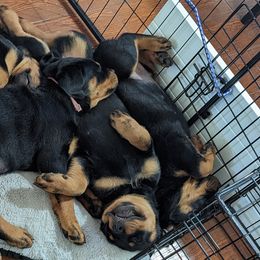 Rottweiler Puppies from Galaxia Rottweilers