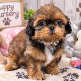 Puppy4 - Red male Shih Tzu puppy in Lone Oak, Texas from PDF Kennels