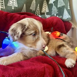 Lady AKA Sage - Red merle female Australian Shepherd puppy in Scottsdale, Arizona from B & T's Aussies & Aussie Doodle's