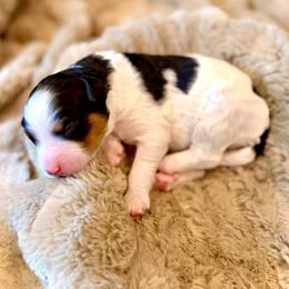 Mario- red collar male - Tri-color male Bernedoodle puppy in Salt Lake County, Utah from Coco Avenue Pups
