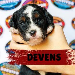 Devens - Tri-color male Bernedoodle puppy in Gilbert, Arizona from Safe Havynn Doodles
