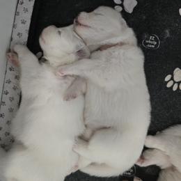 Golden Retriever and Samoyed Puppies from Scarlett Creek Retrievers and Samoyeds