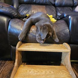 Labrador Retriever Puppies from Walnut Creek English Labs