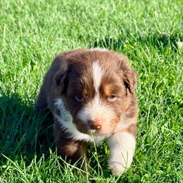 Mo - Red tri-color male Australian Shepherd puppy in Ashland, Ohio from SS Australian Shepherds