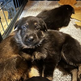 German Shepherd Puppies from Kyon Kennel LLC