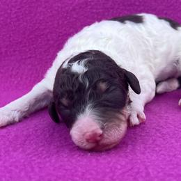 Truffles - Parti male Poodle puppy in Overbrook, Kansas from Hidden Springs Poodles LLC