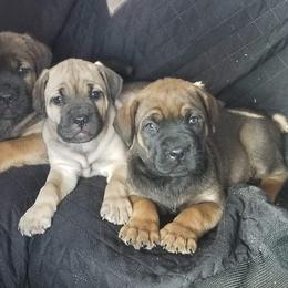 Cane Corso and French Bulldog Puppies from JSM Corsos
