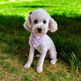 Dove - Poodle