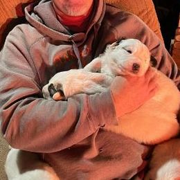 Great Pyrenees from Callison Farm Great Pyrenees