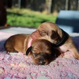 Dachshund puppies from Spunky Sausage Pups