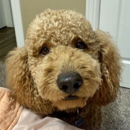 Rocky - Goldendoodle