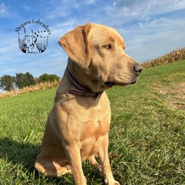 Rosie - Dilute Retriever