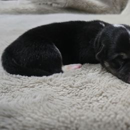 Tri female - Black and tan female Pembroke Welsh Corgi puppy in Tenino, Washington from LoneStar Corgis NW