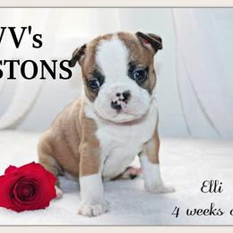 Girl 1-Elli - Seal and white female Boston Terrier puppy in North Central, Vermont from Windy Valley’s Bostons