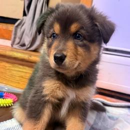 Flash - Red tri-color male Australian Shepherd puppy in East Hartford, Connecticut from CT Aussies
