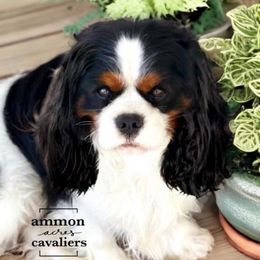 Apollo - Cavalier King Charles Spaniel