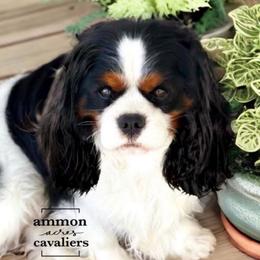Apollo - Cavalier King Charles Spaniel