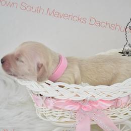 Light cream girl - Cream female Dachshund puppy in Seminary, Mississippi from Down South Mavericks Dachshunds