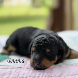 Gemma - Phantom female Poodle puppy in Waco, Texas from Poodle Paradise