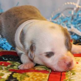 American Corgi Puppies from Southern Tastes American Corgis