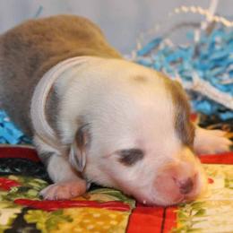 American Corgi Puppies from Southern Tastes American Corgis