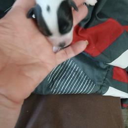 Girl 3 - Black and white female Chihuahua puppy in Madison, Wisconsin from Lynda Pups
