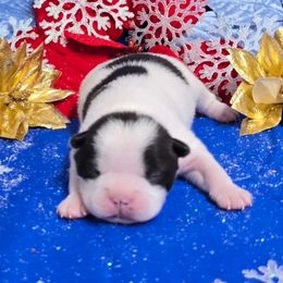 Black n white moo boy - Black and white male Boston Terrier puppy in Corsicana, Texas from JT Bostons