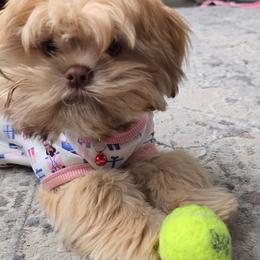 Shih Tzu Puppies from Oregon Shih Tzu