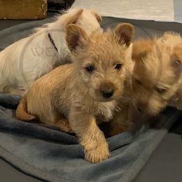 Scottish Terrier Puppies from Rocket's West Texas Scottish Terriers (WTX ST)